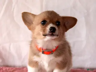 Welsh Corgi Pembroke dogs Lucy - Ad 20