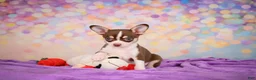 Chihuahua dogs for sale: Gideon - Ad 4