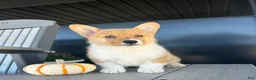 Welsh Corgi Pembroke dogs for sale: Cooper Welsh Corgi Pembroke  - Ad 3