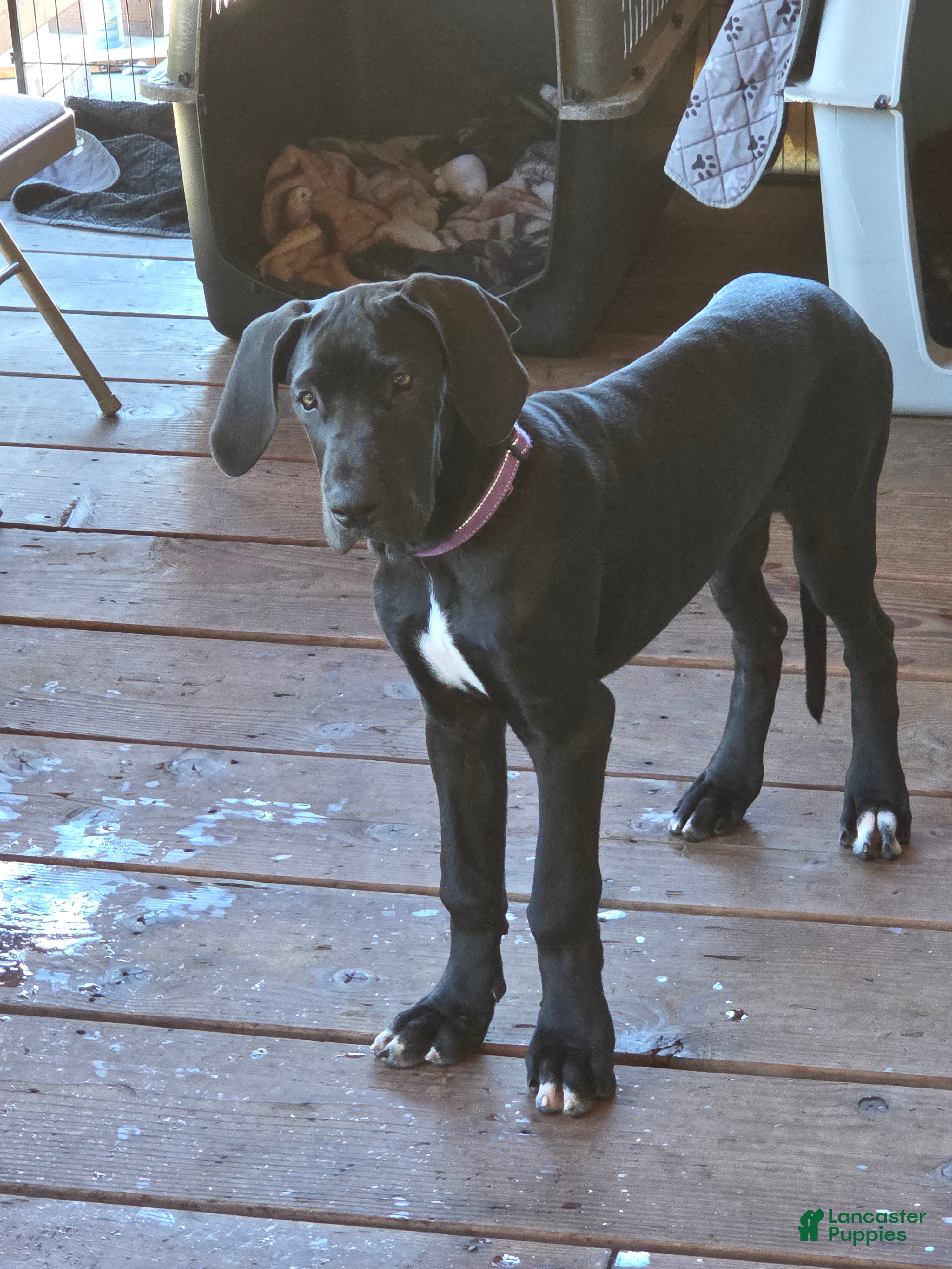 Great Dane dogs Great Dane 4 Pink collar - Ad 13