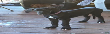 Great Dane 4 Pink collar