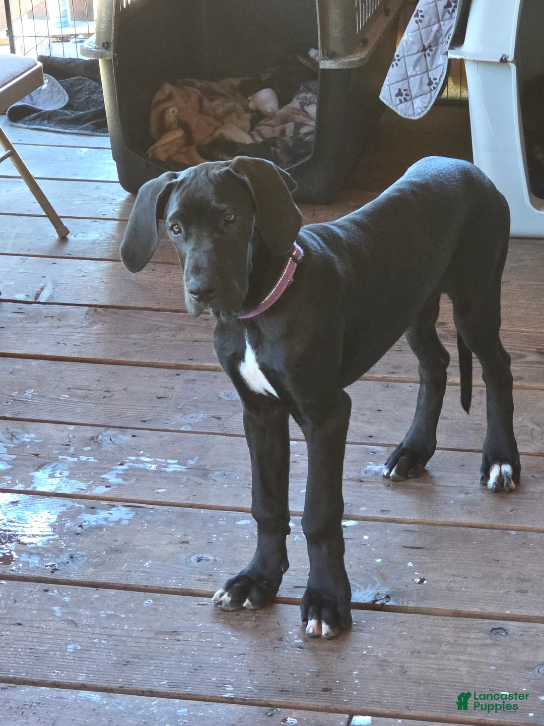 Great Dane dogs for sale: Great Dane 4 Pink collar - Ad 1
