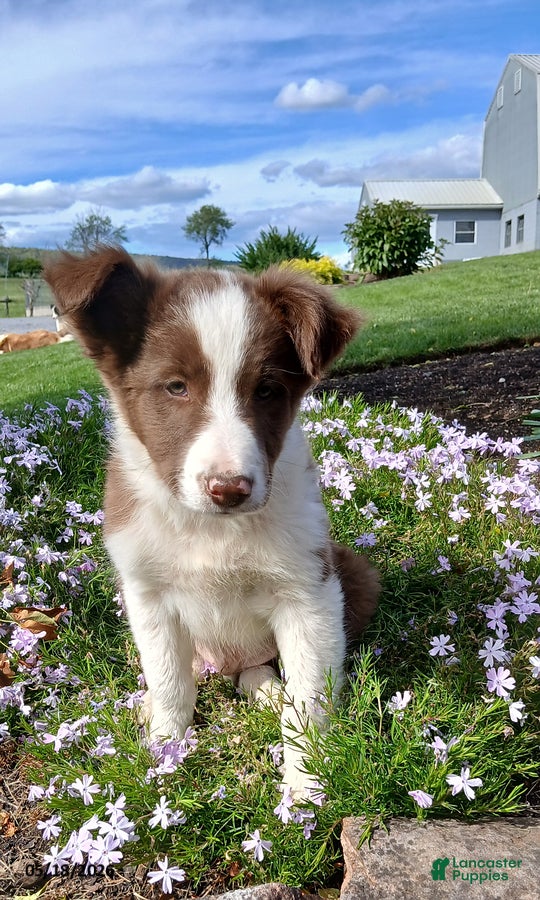 Border Collie dogs Ricky - Ad 1