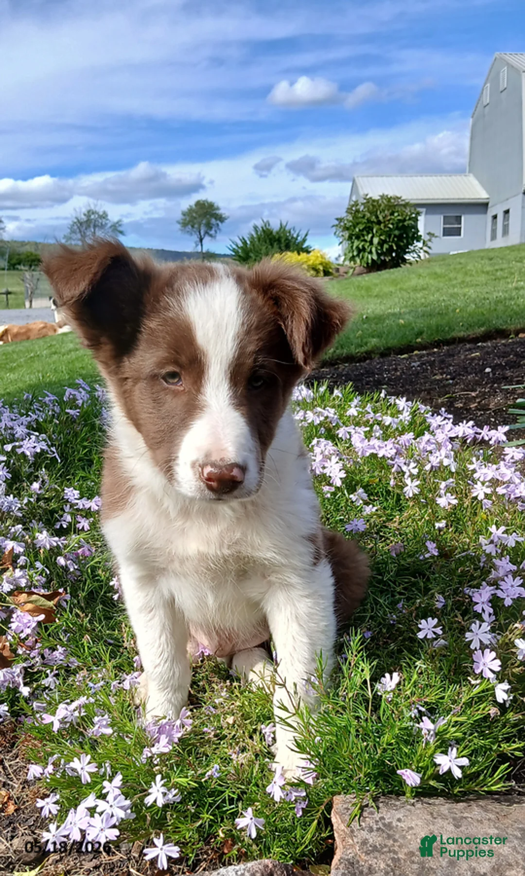 Border Collie dogs for sale: Ricky - Ad 1