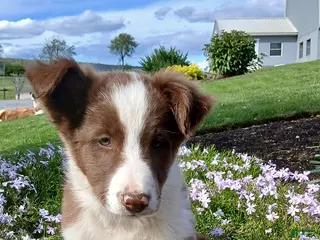 Border Collie dogs Ricky - Ad 1