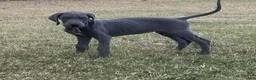 Great Dane dogs for sale: Great Dane Puppy 6 - Ad 1