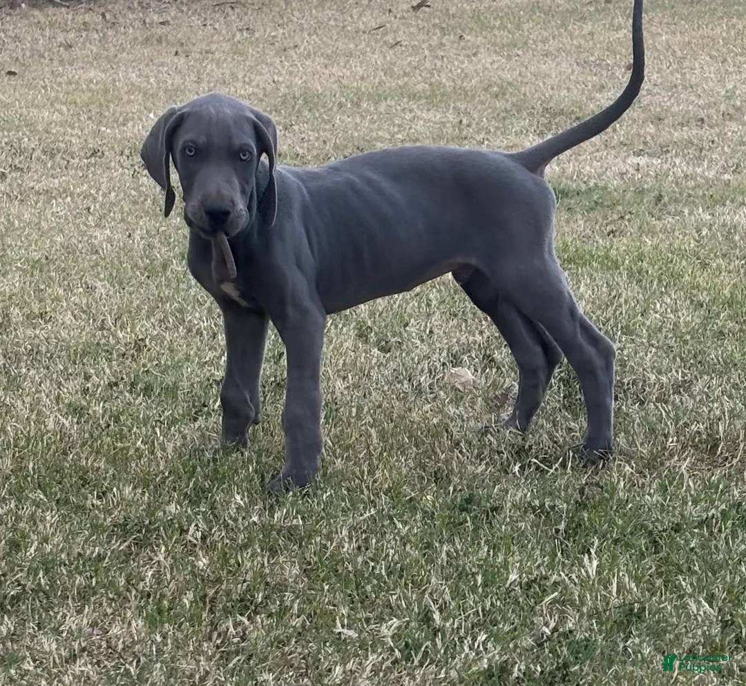 Great Dane dogs for sale: Great Dane Puppy 6 - Ad 1