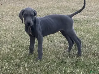 Great Dane dogs Great Dane Puppy 6 - Ad 5