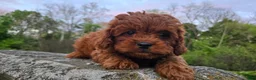 Cavapoo dogs for sale: Henry - Ad 24