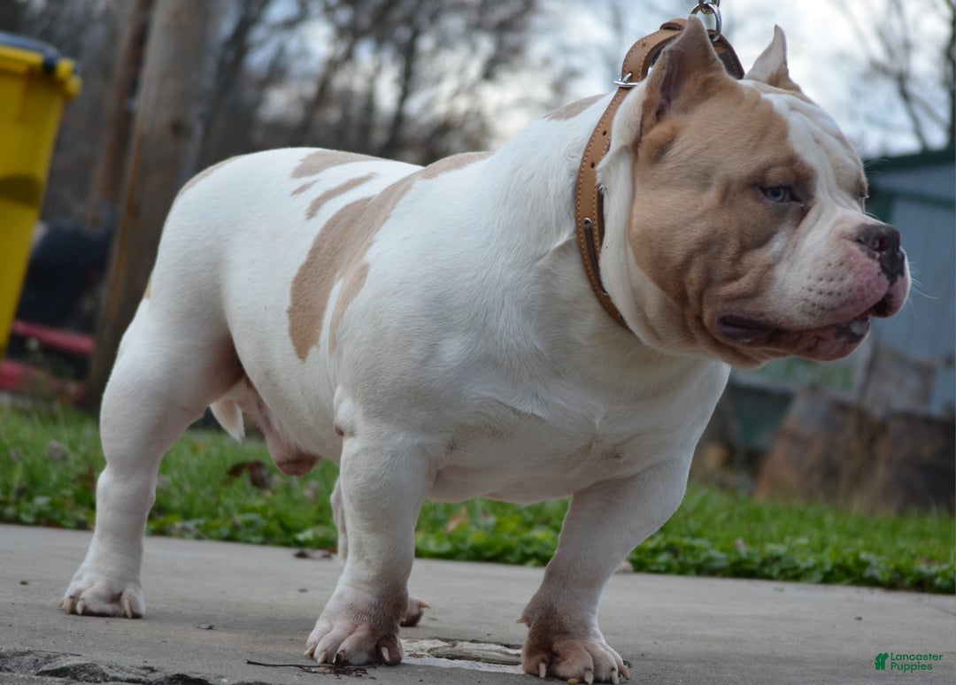 American Bully dogs for stud: American Bully 1 puppies - Ad 4