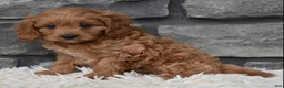 Cavapoo dogs for sale: Ranger  - Ad 4
