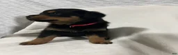 Rottweiler dogs for sale: diamond  - Ad 6