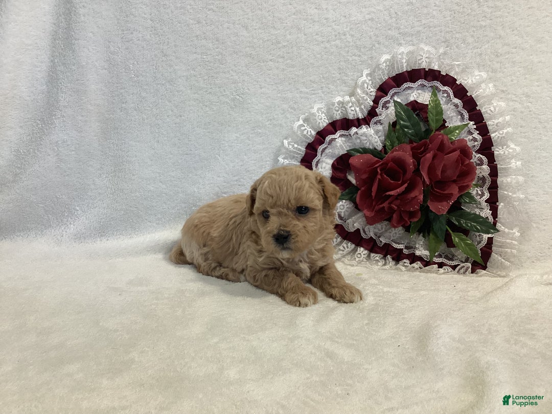 Maltipoo dogs for sale: Crunchy  - Ad 9