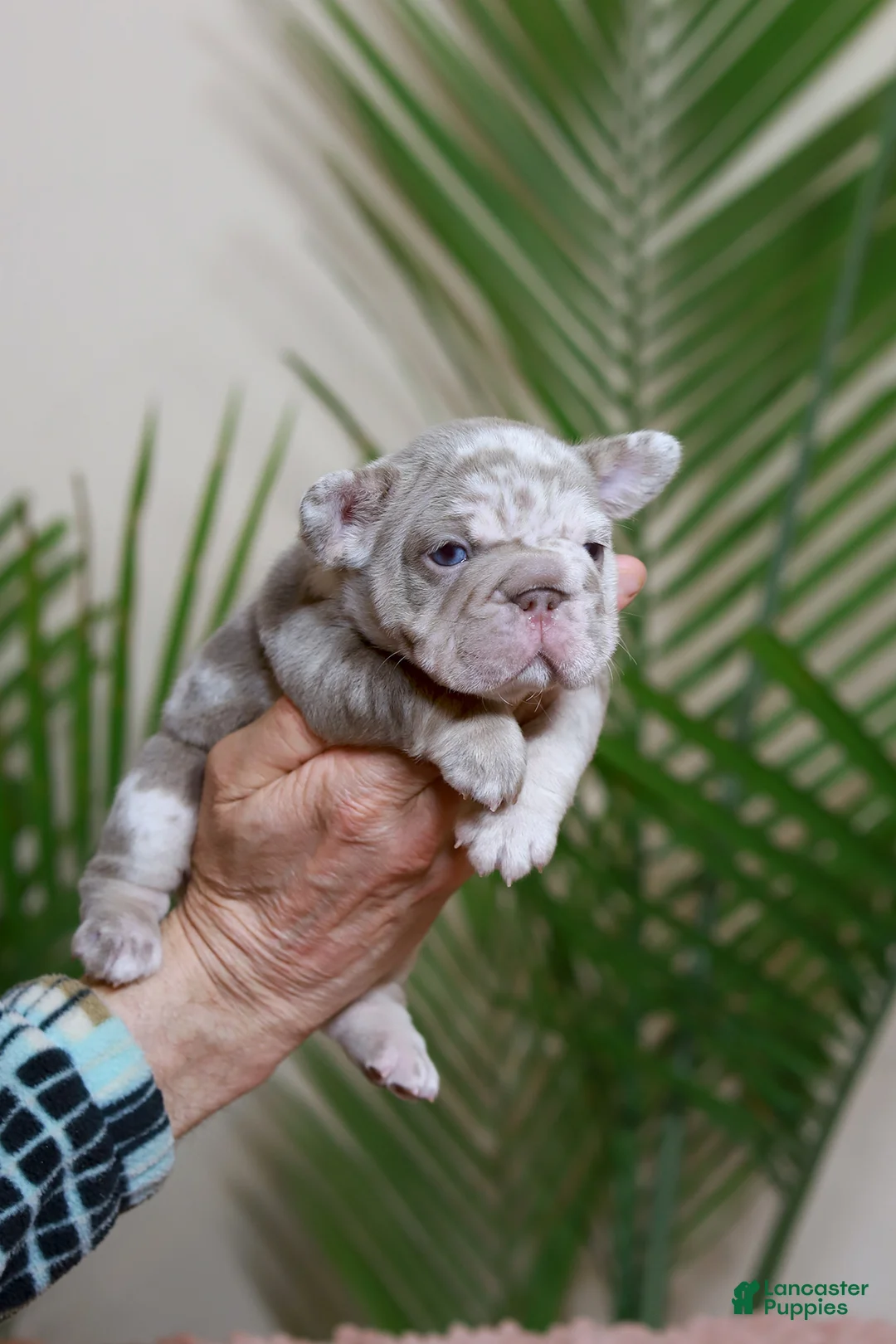 French Bulldog dogs for sale: REGINA - Ad 1