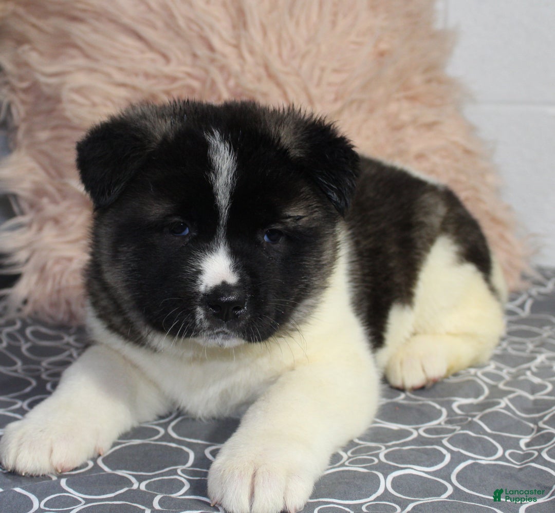 Akita dogs for sale: Dolley - Ad 5