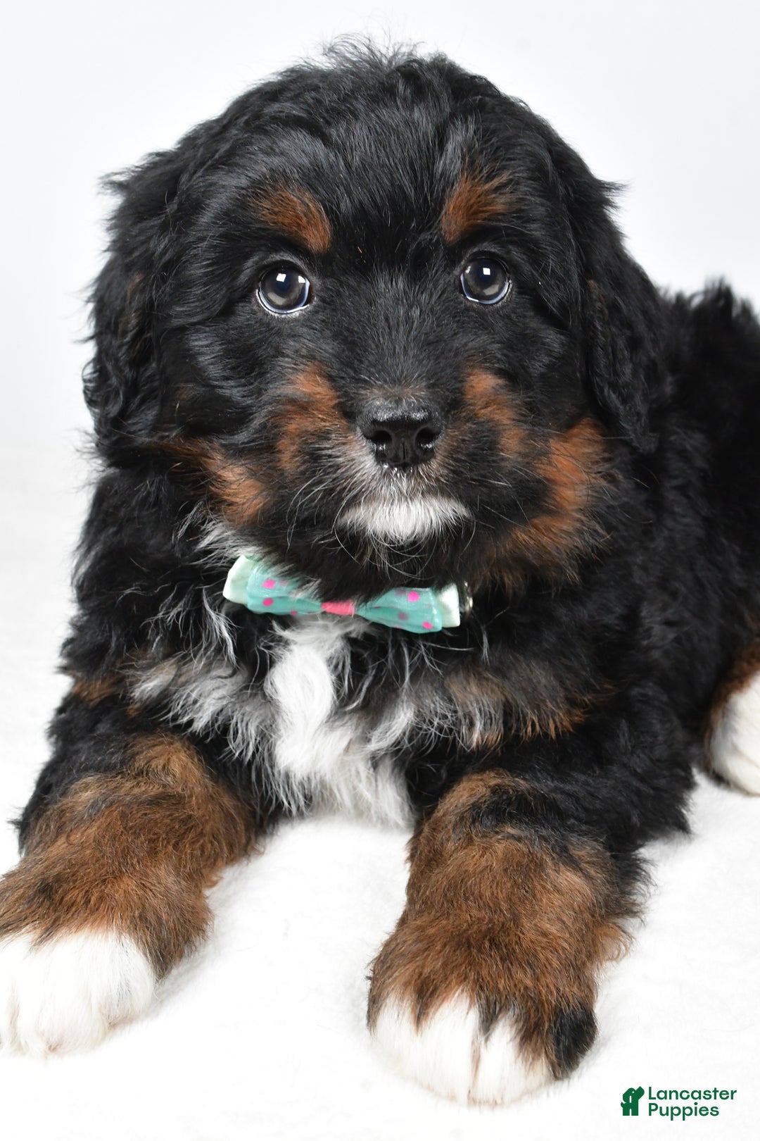 Mini Bernedoodle dogs for sale: Anson - Ad 4