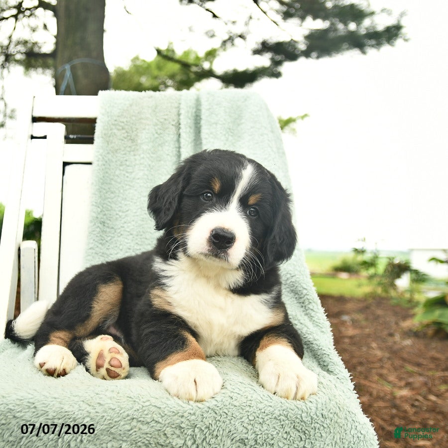 Mixed Breed dogs Rosie  - Ad 2
