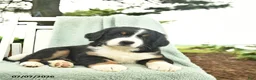 Mixed Breed dogs for sale: Rosie  - Ad 2