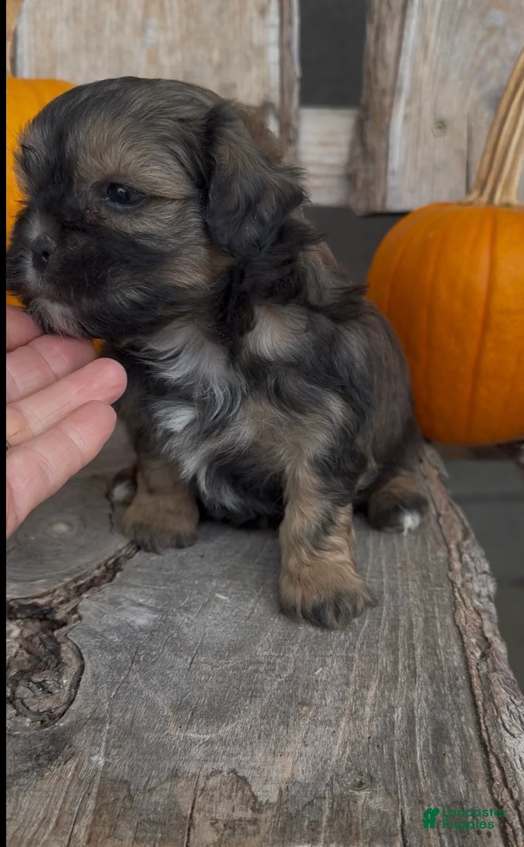 Shihpoo dogs for sale: Stella - Ad 4