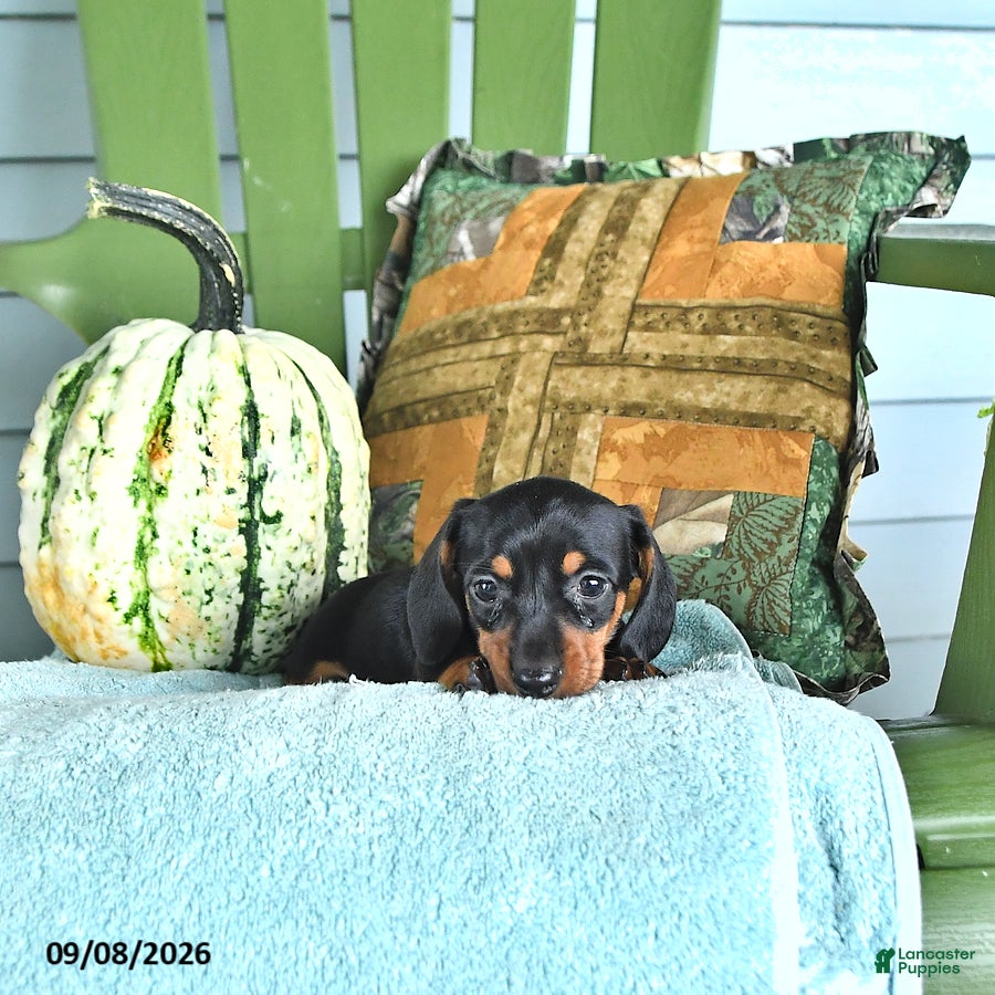 Miniature Dachshund dogs for sale: Jax - Ad 1
