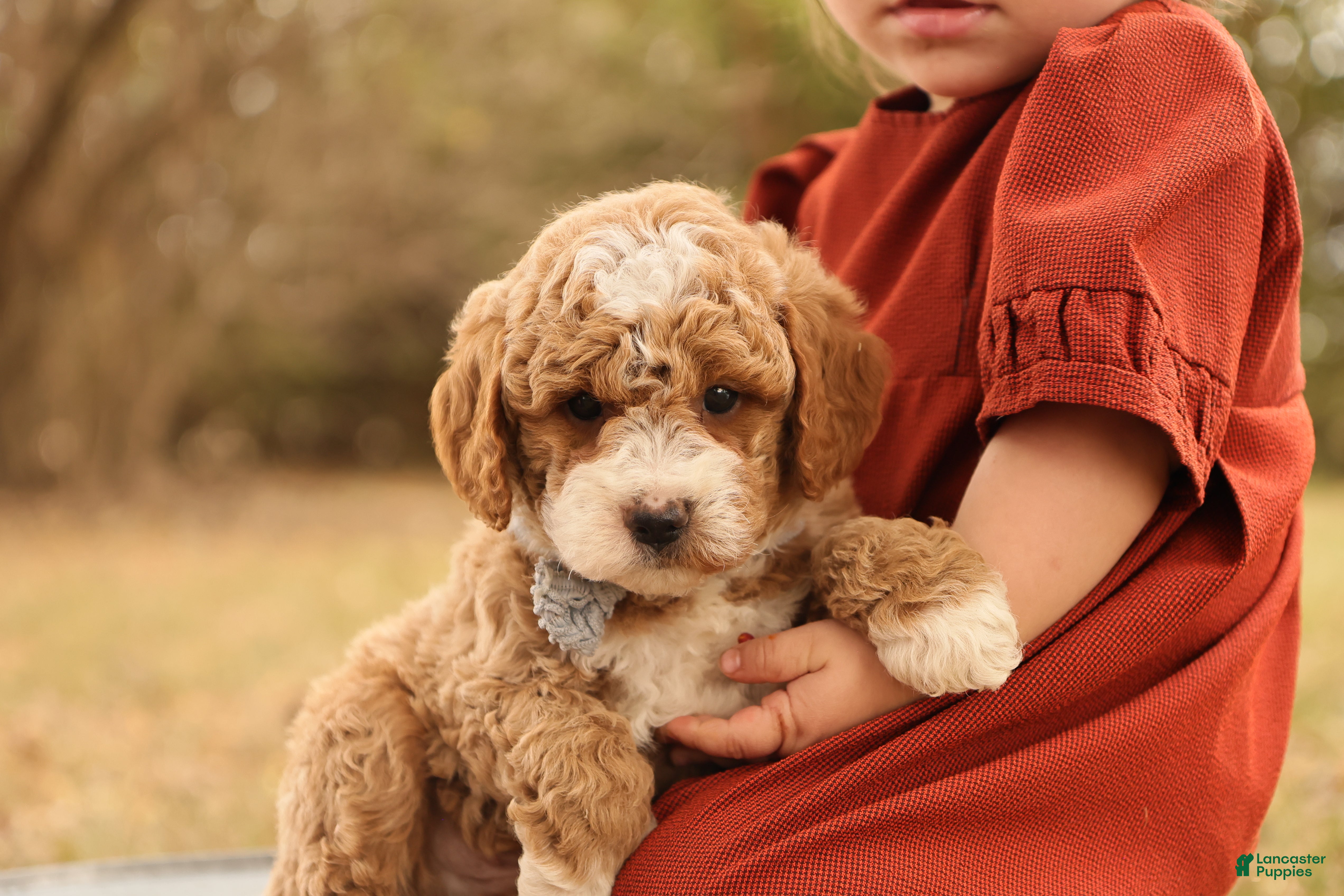 Mini Goldendoodle dogs Asher - Ad 2