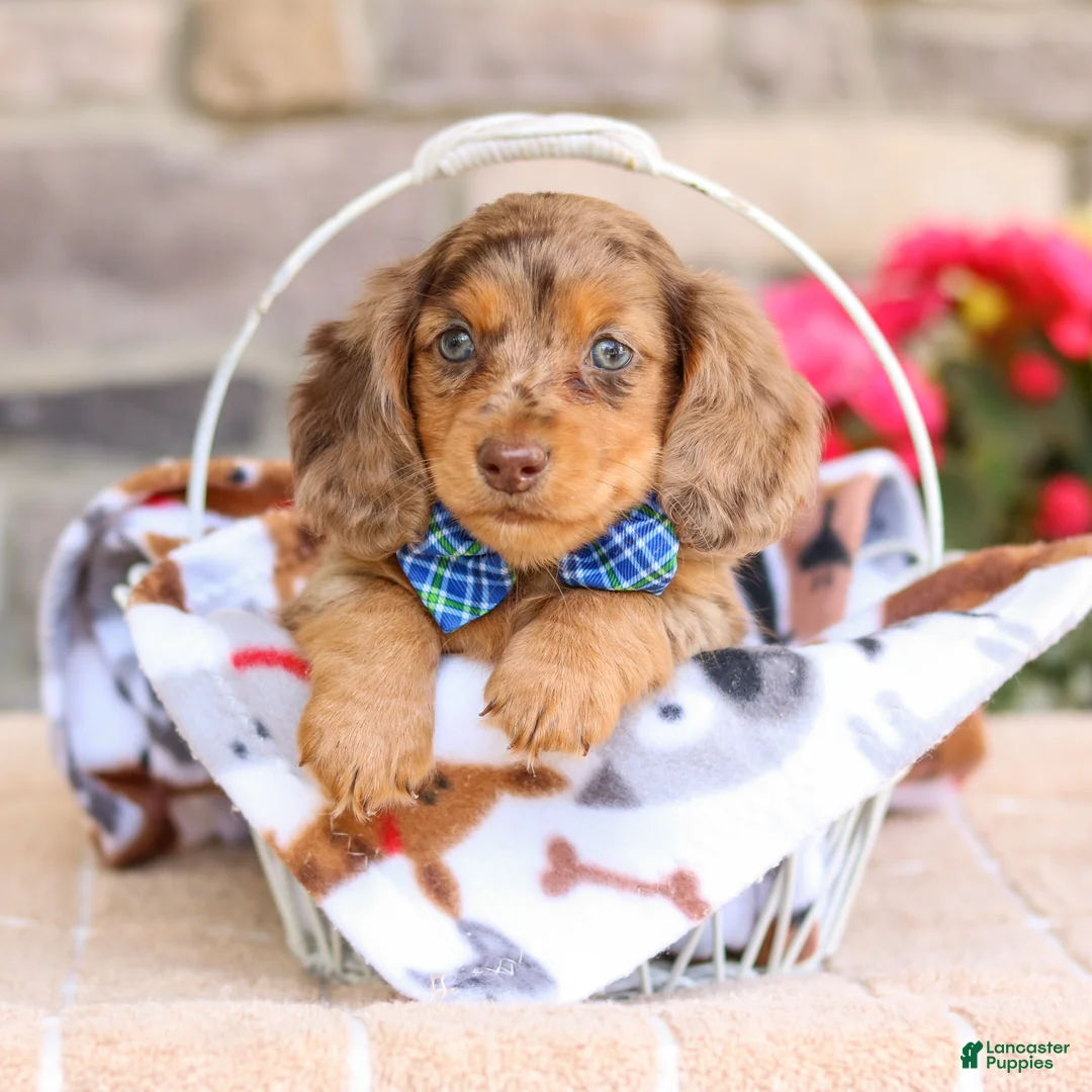 Miniature Dachshund dogs for sale: Louie  - Ad 1