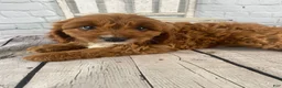 Cavapoo dogs for sale: Duke - Ad 11
