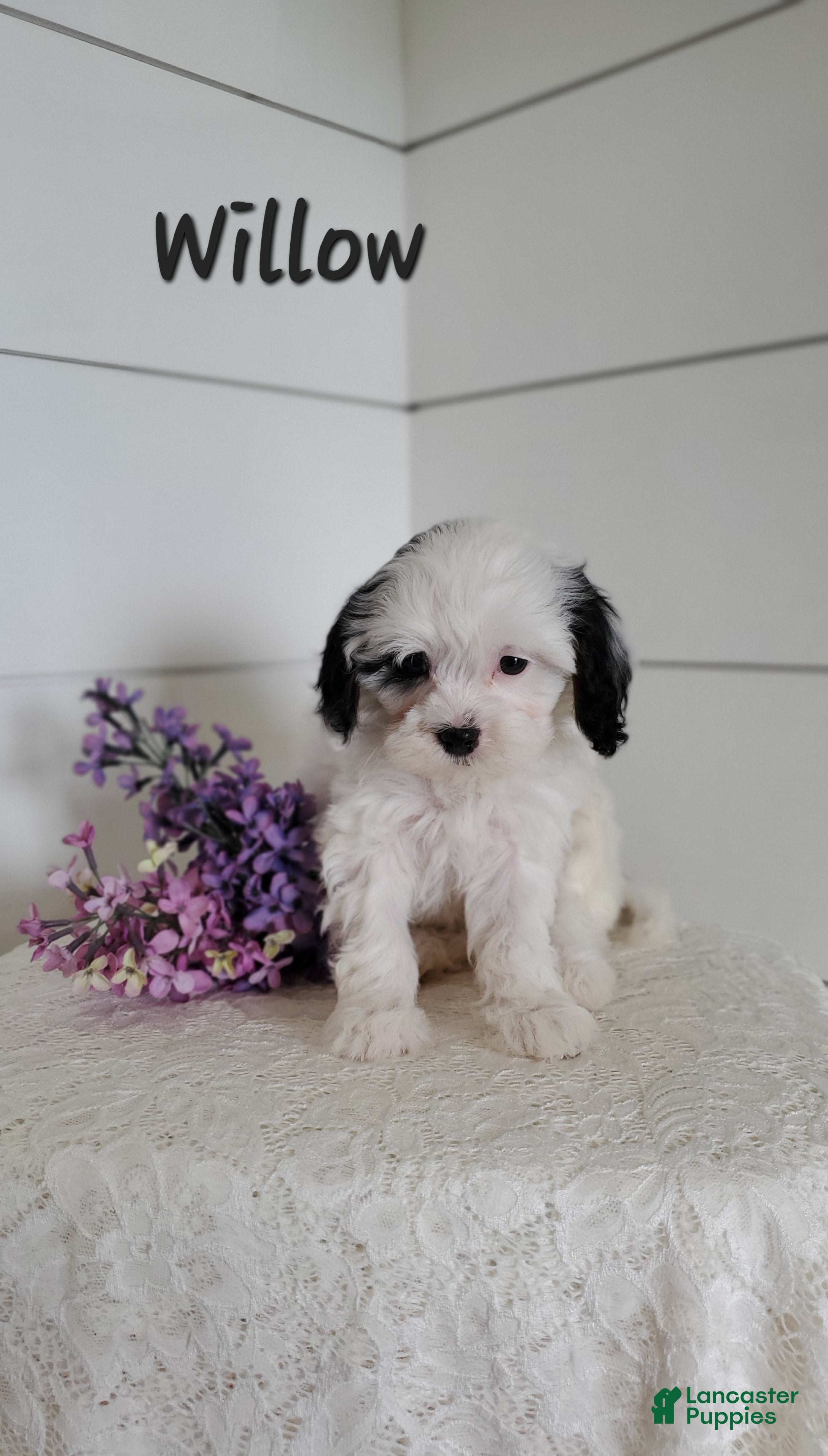 Cavapoo dogs Willow - Ad 38