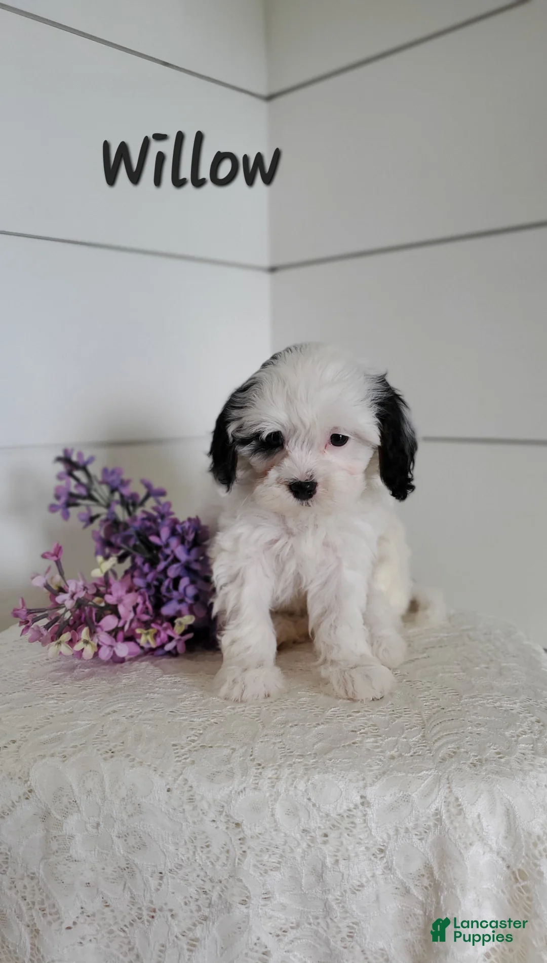 Cavapoo dogs for sale: Willow - Ad 1