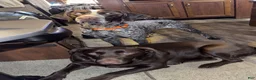 German Shorthaired Pointer dogs for sale: German Shorthaired Pointer 1 - Ad 11