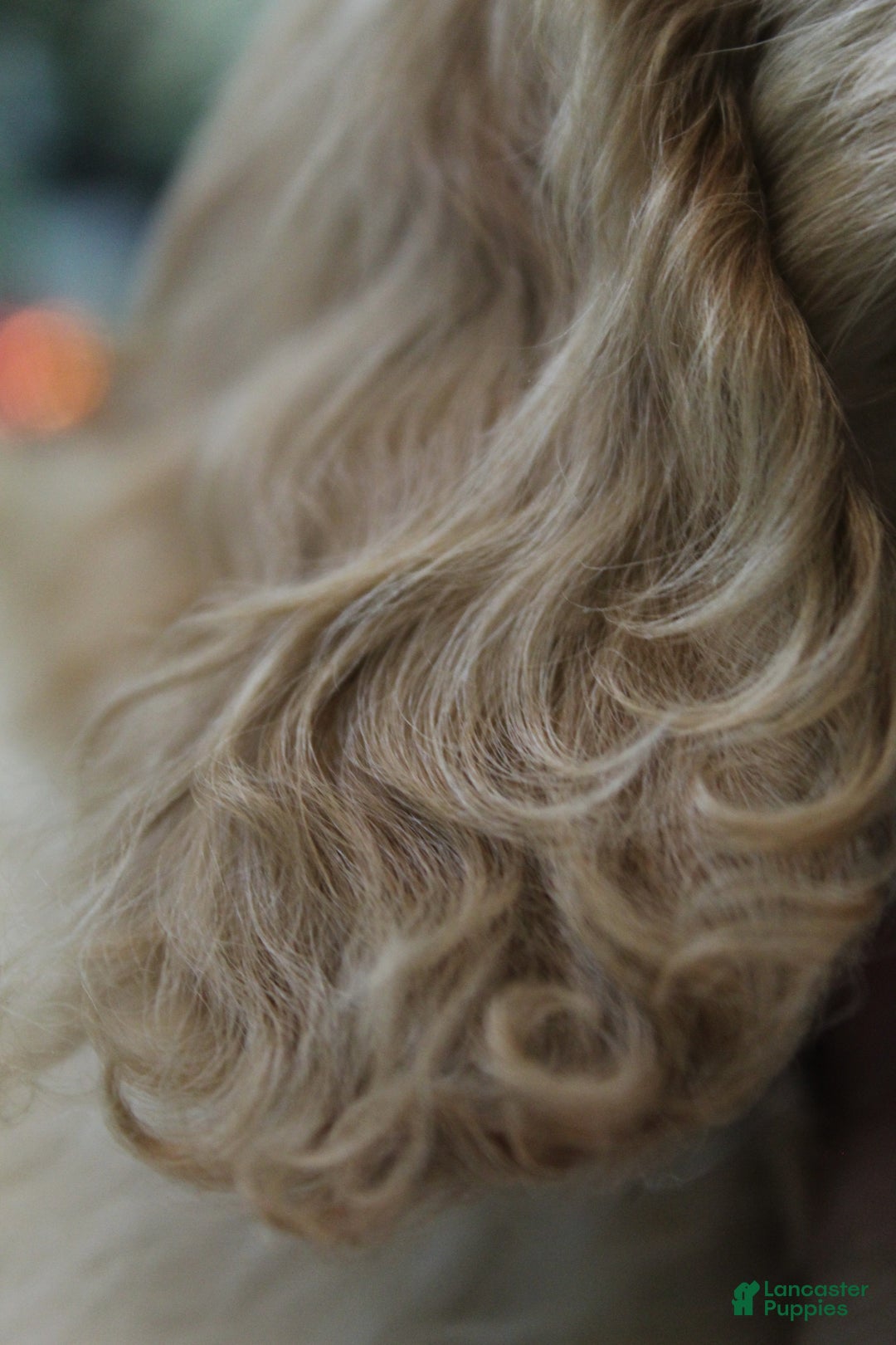 Cavachon dogs for sale: Ruby - Ad 12