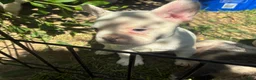 French Bulldog dogs for sale: French Bulldog Puppy 7 (standard fur) - Ad 3