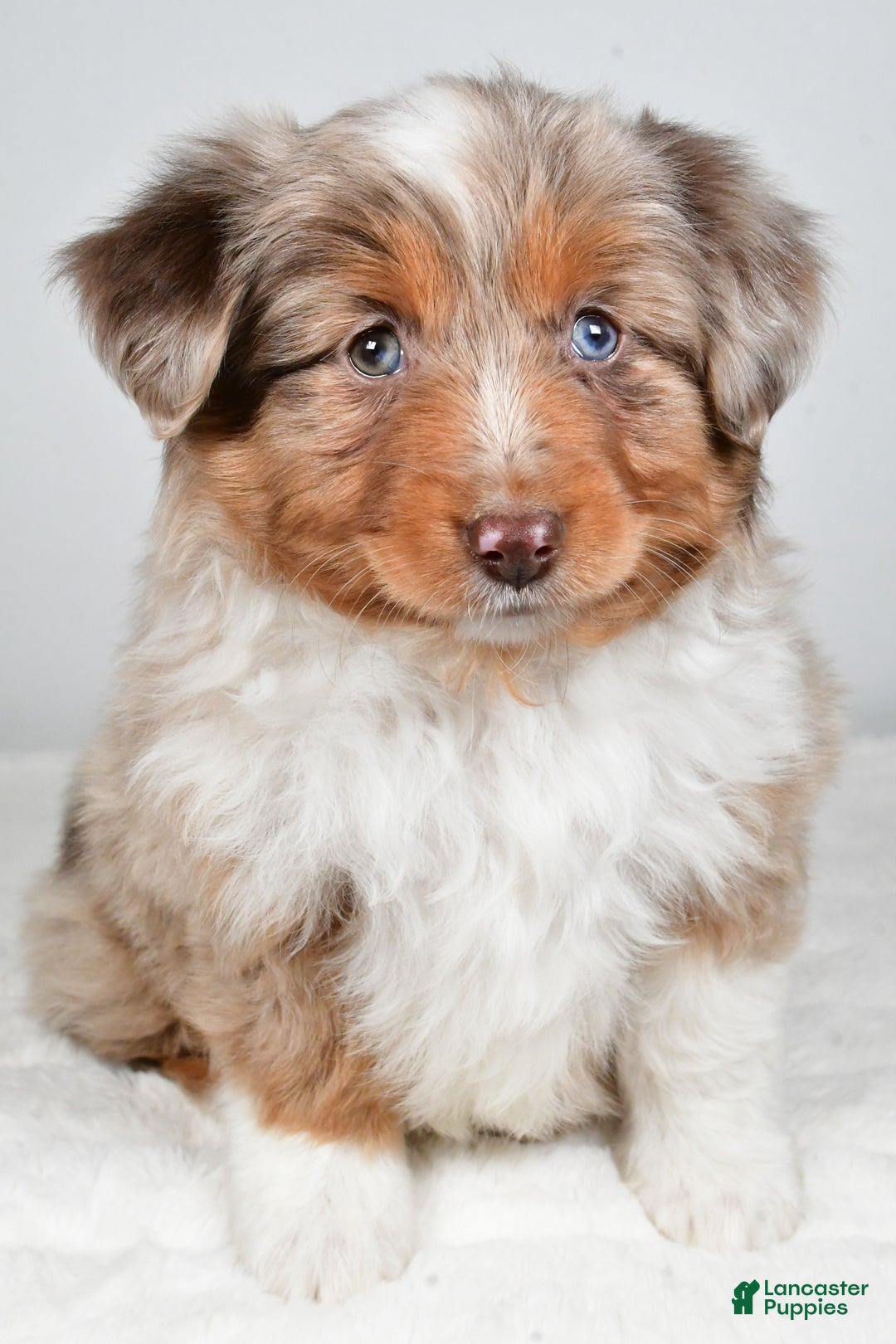 Miniature Australian Shepherd dogs for sale: Rita - Ad 10