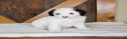 Mini Bernedoodle dogs for sale: Molly - Rare color! - Ad 7