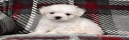 Maltese dogs for sale: Diego - Ad 1