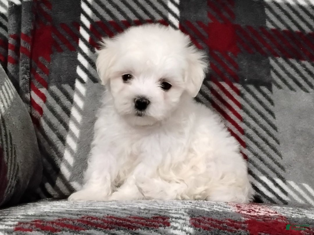 Maltese dogs for sale: Diego - Ad 1