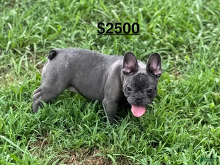 French Bulldog dogs - Ad 33