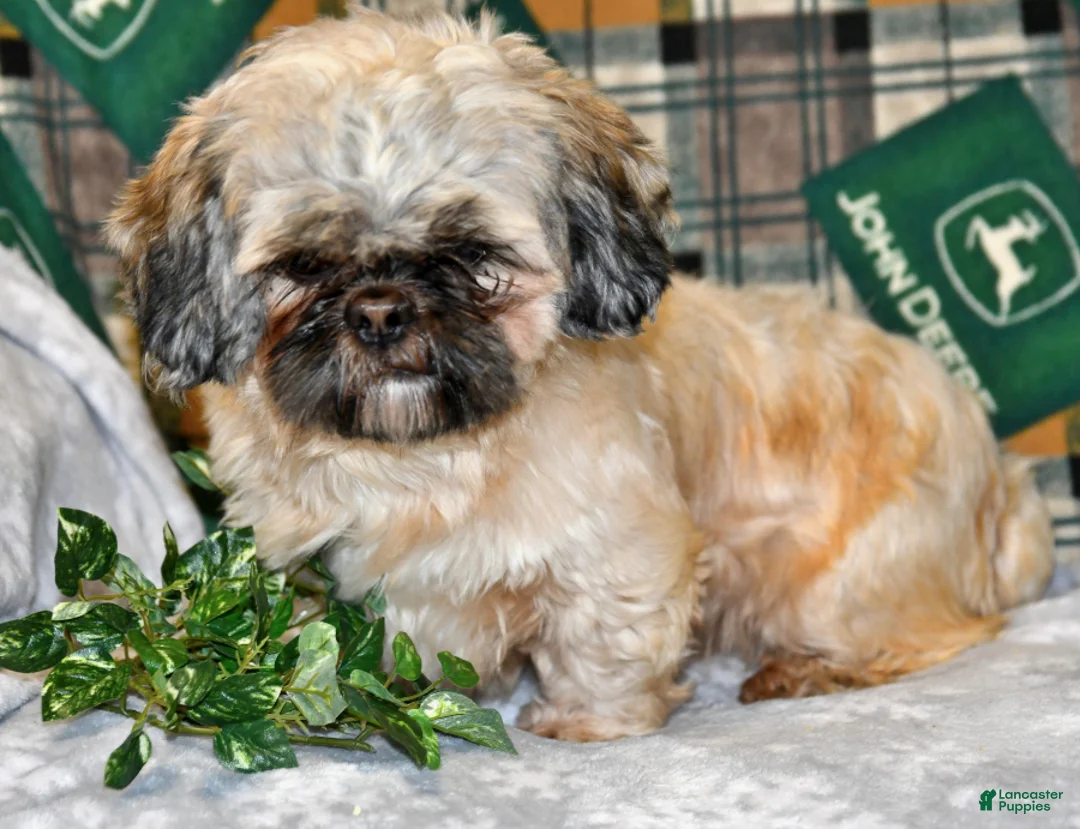 Teddy Bear dogs for sale: Betsy - Ad 7