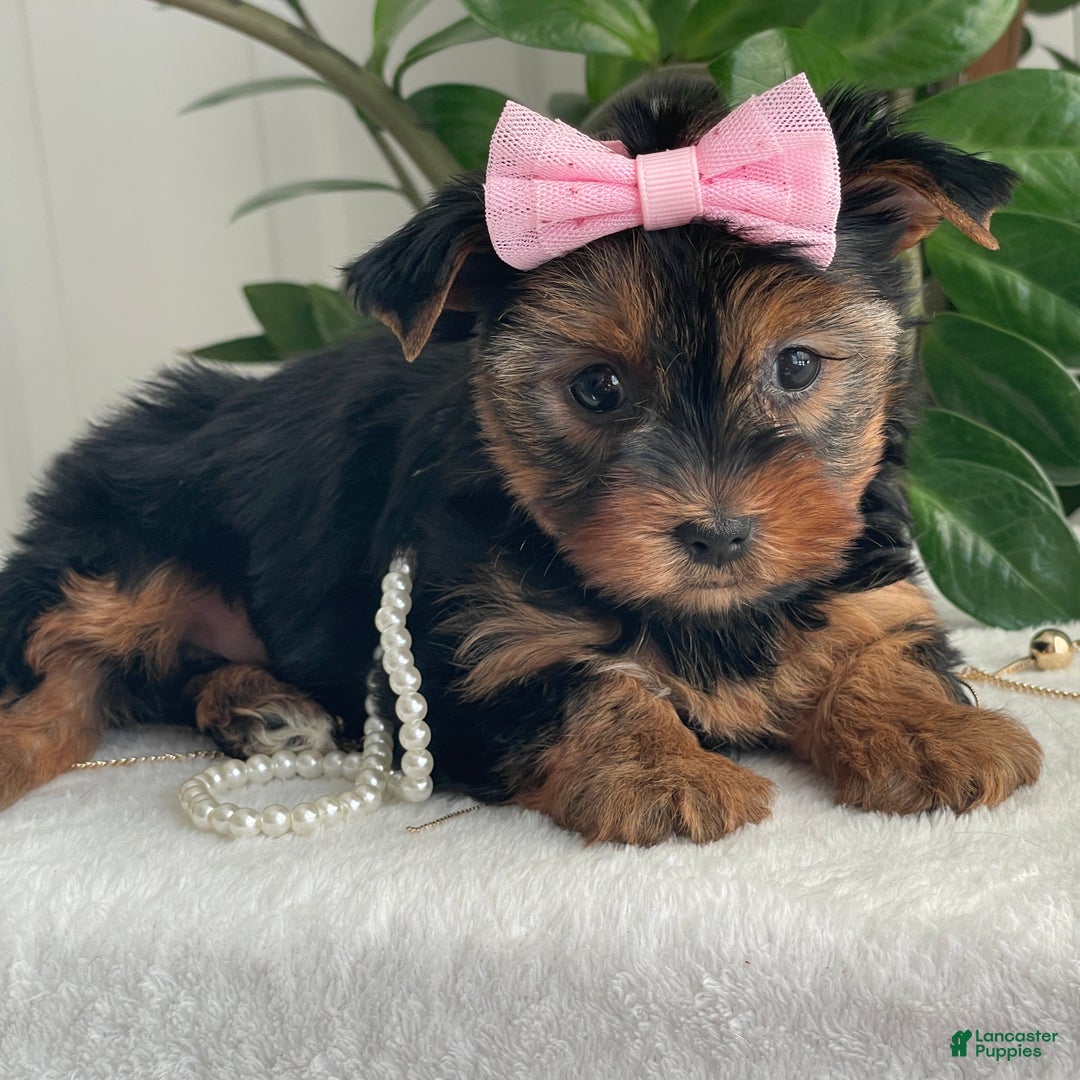 Yorkshire Terrier dogs for sale: Princess - Ad 5