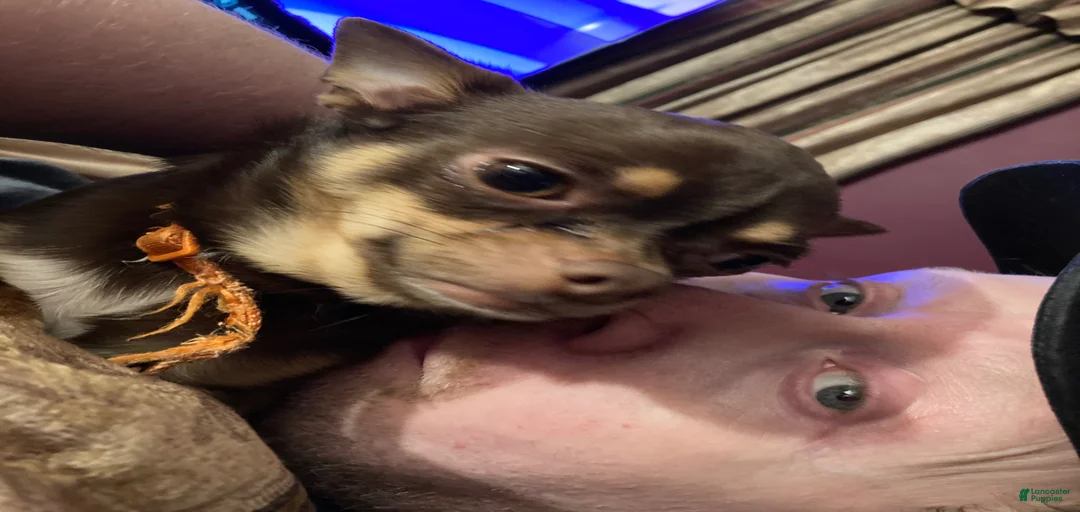 Gallery Image {{count}}