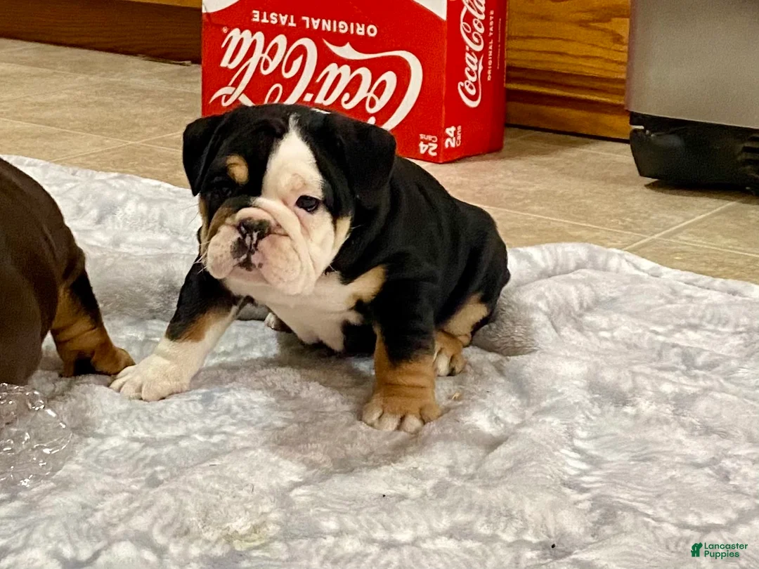 English Bulldog dogs for sale: Twila - Ad 5