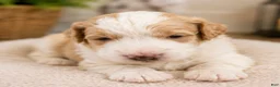 Mixed Breed dogs for sale: Pampa - Ad 1