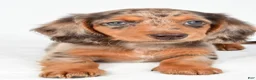Miniature Dachshund dogs for sale: Chloe - Ad 4