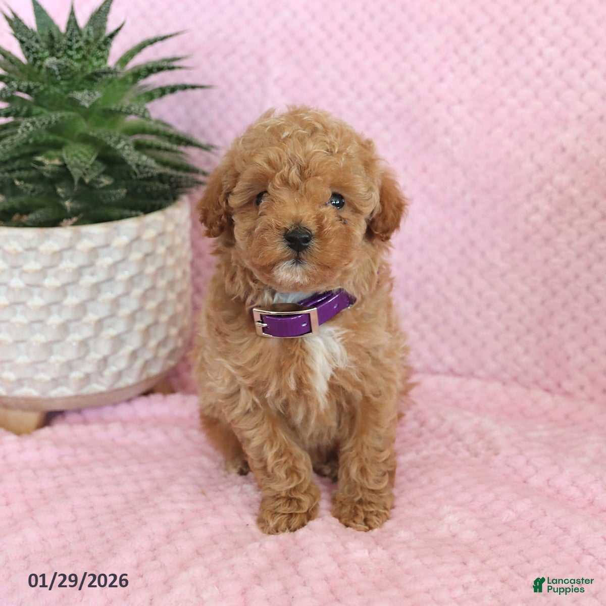 Miniature Poodle dogs Olive  - Ad 6
