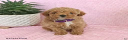 Miniature Poodle dogs for sale: Olive  - Ad 1