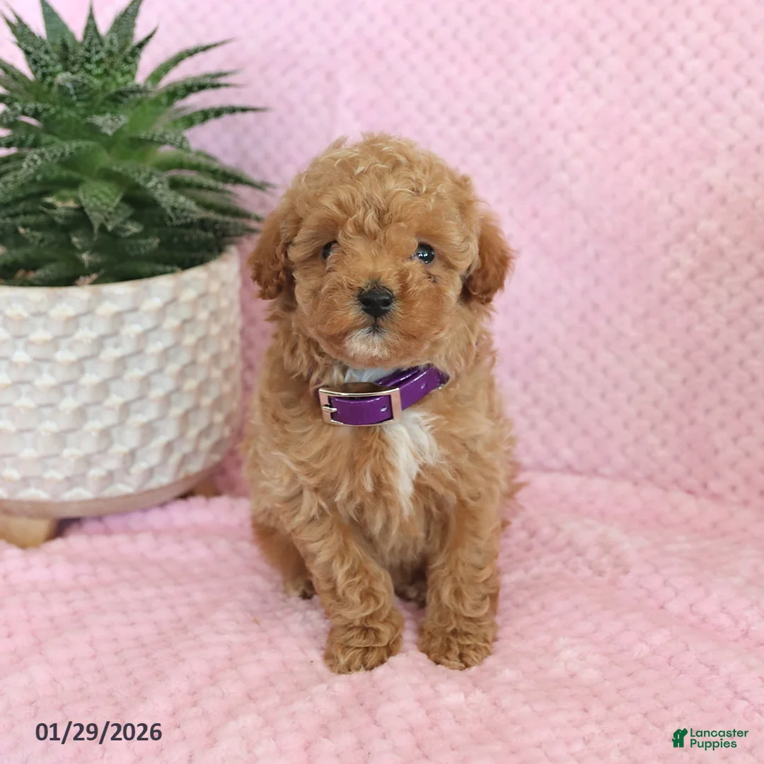 Miniature Poodle dogs for sale: Olive  - Ad 1