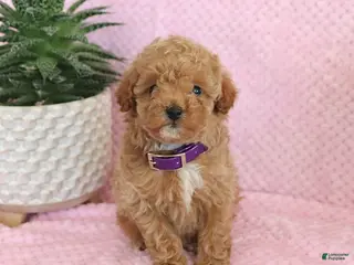 Miniature Poodle dogs Olive - Ad 6