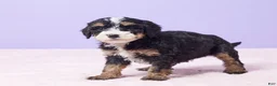 Mini Bernedoodle dogs for sale: Paris - Ad 5