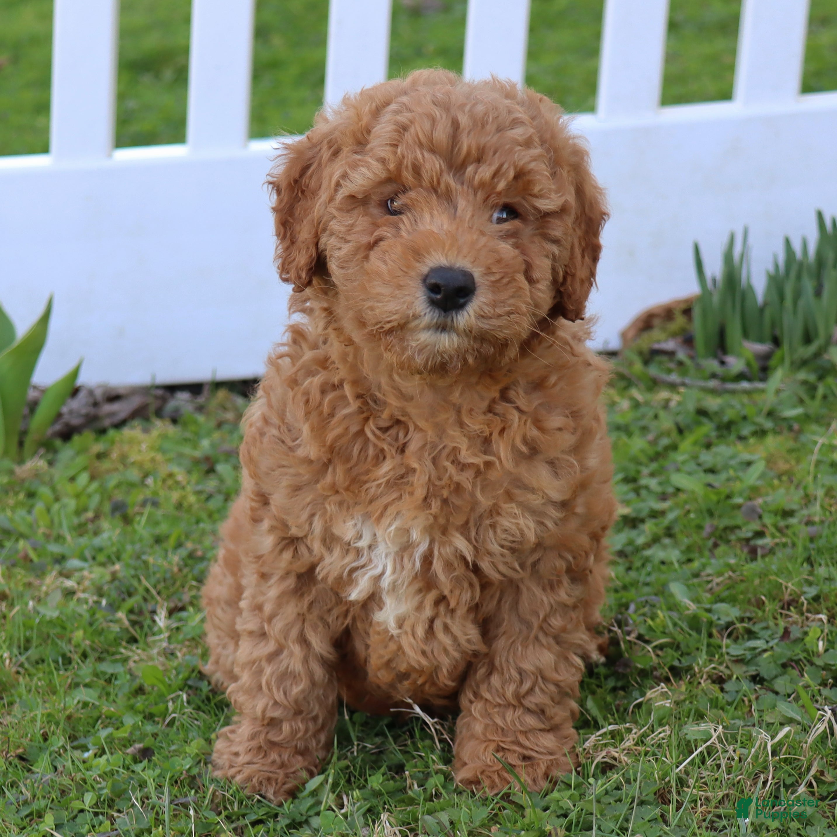 Mini Goldendoodle dogs Cassie - Ad 2