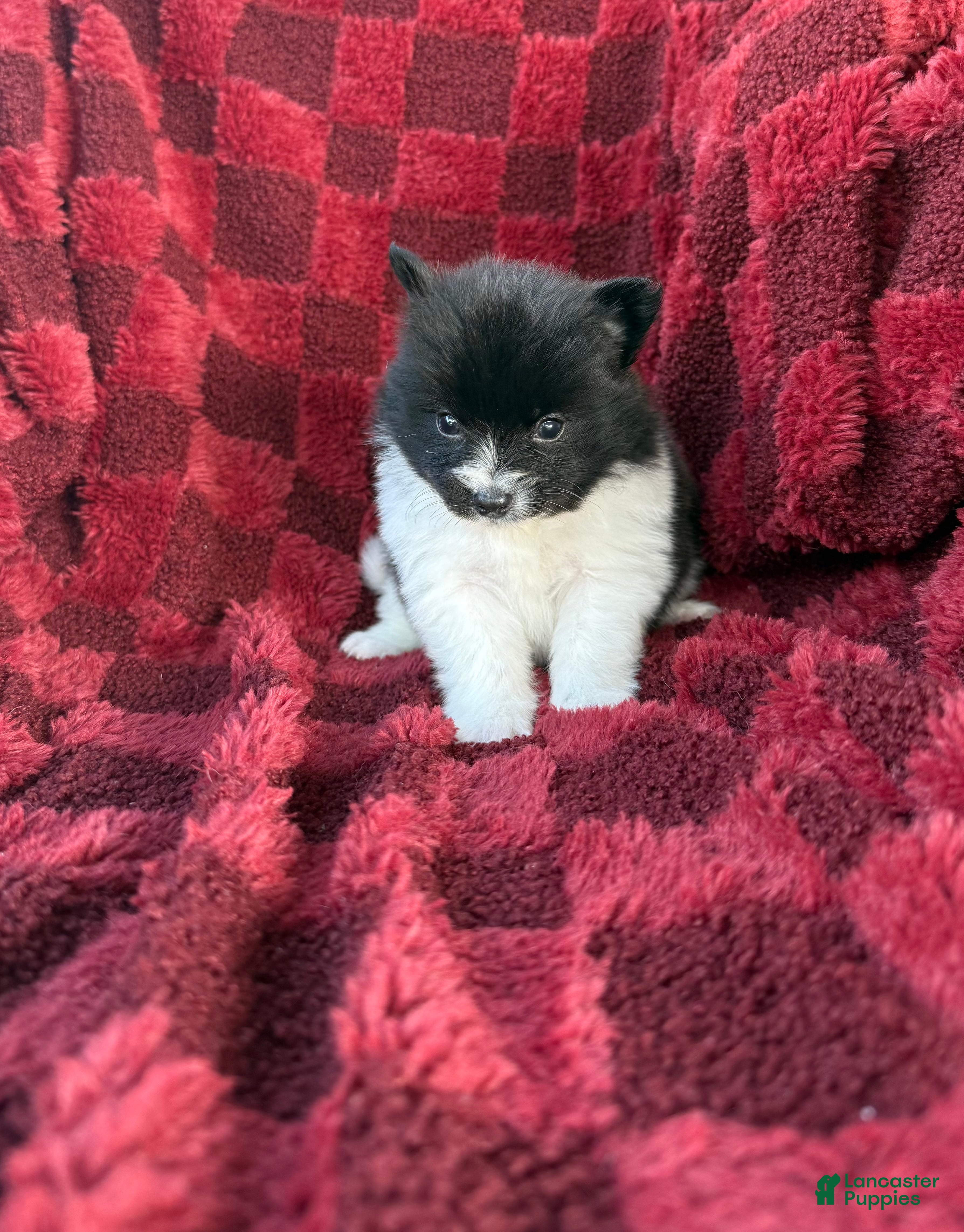 Pomeranian dogs Bryson  - Ad 14
